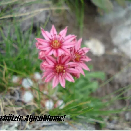 Achat Appartement-fewo 4-bettwohnung Nr- 3 By Interhome Appartamento Saas-Fee